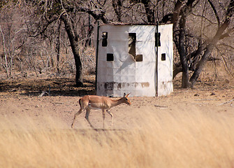 Image showing Bow Hunters Hideout with Impala