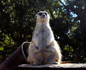 Image showing Little Fat Meerkat Sitting 