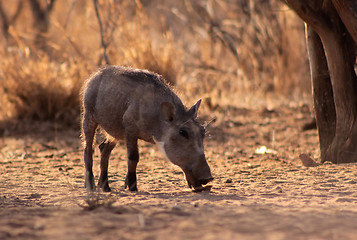 Image showing Warthog Piglet