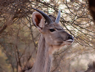 Image showing Young Kudu Bull with Small Horns