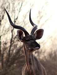 Image showing Kudu Bull Portrait