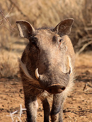 Image showing Warthog Male Close-up