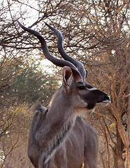 Image showing Kudu Looking Sideways