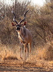 Image showing Slender Trophy Kudu Bull