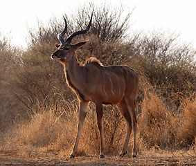 Image showing Proud Kudu Bull Pose