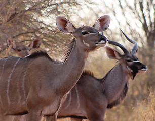 Image showing Kudu Ewe with Bull in Background