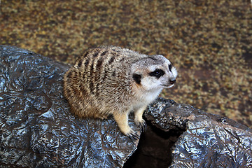 Image showing Little Meerkat Sitting on Imitation Stump 