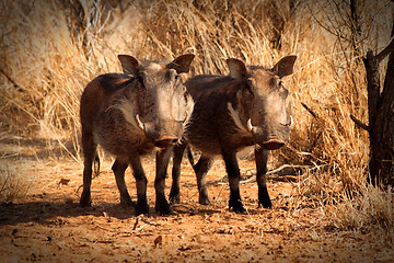 Image showing Alert Warthog Twins Standing Under Bushveld Trees