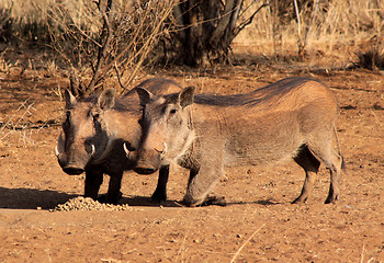 Image showing Alert Warthogs Eating Pellets