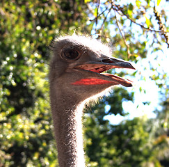 Image showing Ostrich Face