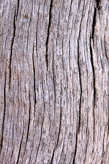 Image showing Tree Trunk Background