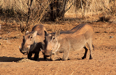 Image showing Alert Warthogs Eating Pellets