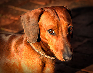 Image showing Miniature Dachshund Soft Questioning Look