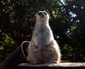 Image showing Little Fat Meerkat Sitting 