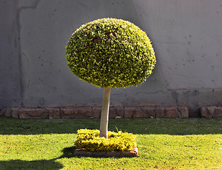 Image showing Tree Ball Shape Art