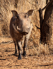 Image showing Large Alert Warthog Male 