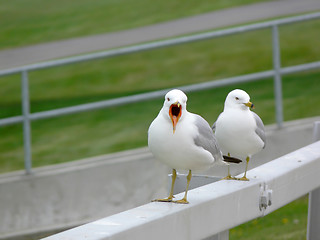 Image showing Yawning seagull on fence.