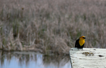 Image showing Yellow-headed blackbird perched on sign, with water and grass in