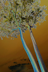 Image showing Abstract Tall Tree Stem Branches and Leaves