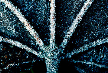 Image showing A dark frosty leaf