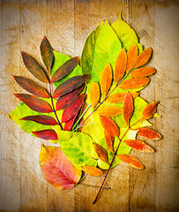 Image showing autumn leaves