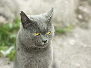 Image showing Mature gray British cat outdoors