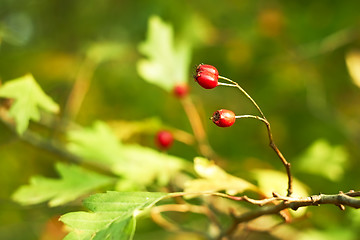 Image showing Red hawthorn berries