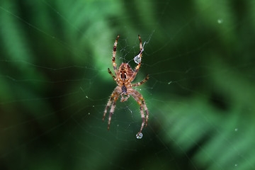 Image showing spider