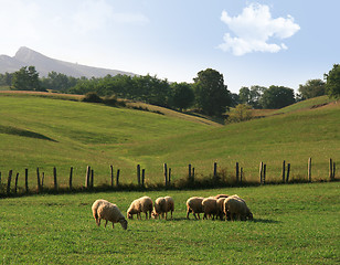 Image showing sheep in a meadow