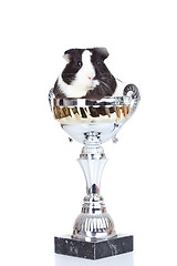 Image showing guinea pig sitting in a cup
