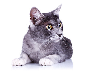 Image showing gray cat lying on a white background