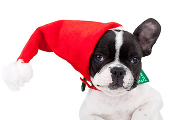 Image showing  cute french bulldog wearing a santa cap