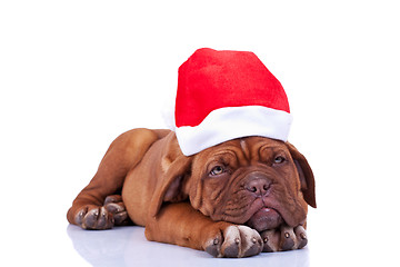 Image showing sleepy santa puppy