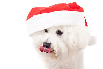 Image showing bichon frise is wearing a santa claus hat