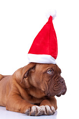 Image showing dogue de bordeaux puppy with a santa cap