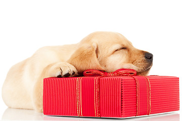 Image showing sleeping labrador puppy on a gift