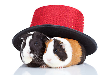 Image showing Two  guinea pigs  with a magician hat 