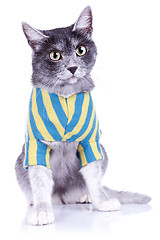 Image showing adorable cat wearing clothes