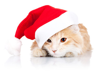 Image showing cute cat wearing a santa hat