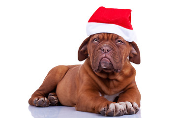 Image showing  puppy with a santa cap