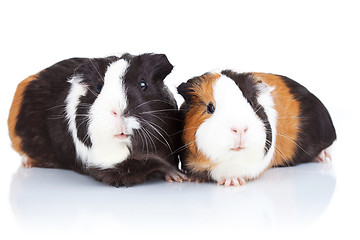 Image showing two cute guinea pigs