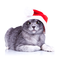 Image showing suspicious little santa cat