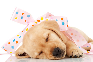 Image showing  labrador puppy wrapped in a pink ribbon