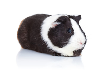 Image showing cute guinea pig