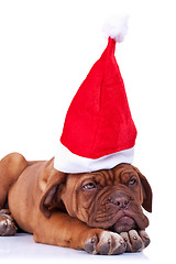 Image showing santa puppy looking a little tired