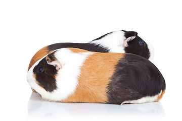 Image showing Two cute guinea pigs