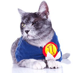 Image showing suspicious champion cat