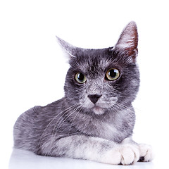 Image showing  cute gray cat