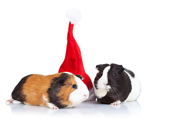 Image showing guinea pigs and a christmas hat