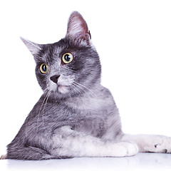 Image showing cut out image of an adorable grey cat